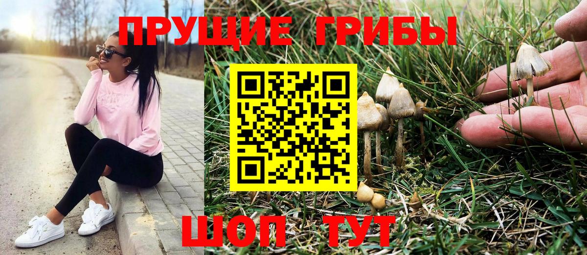 Псилоцибиновые грибы Psilocybe Куйбышев